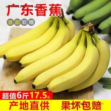 广东高州大香蕉10斤新鲜薄皮水果整箱绿青芭蕉自然熟批发甜蕉3斤