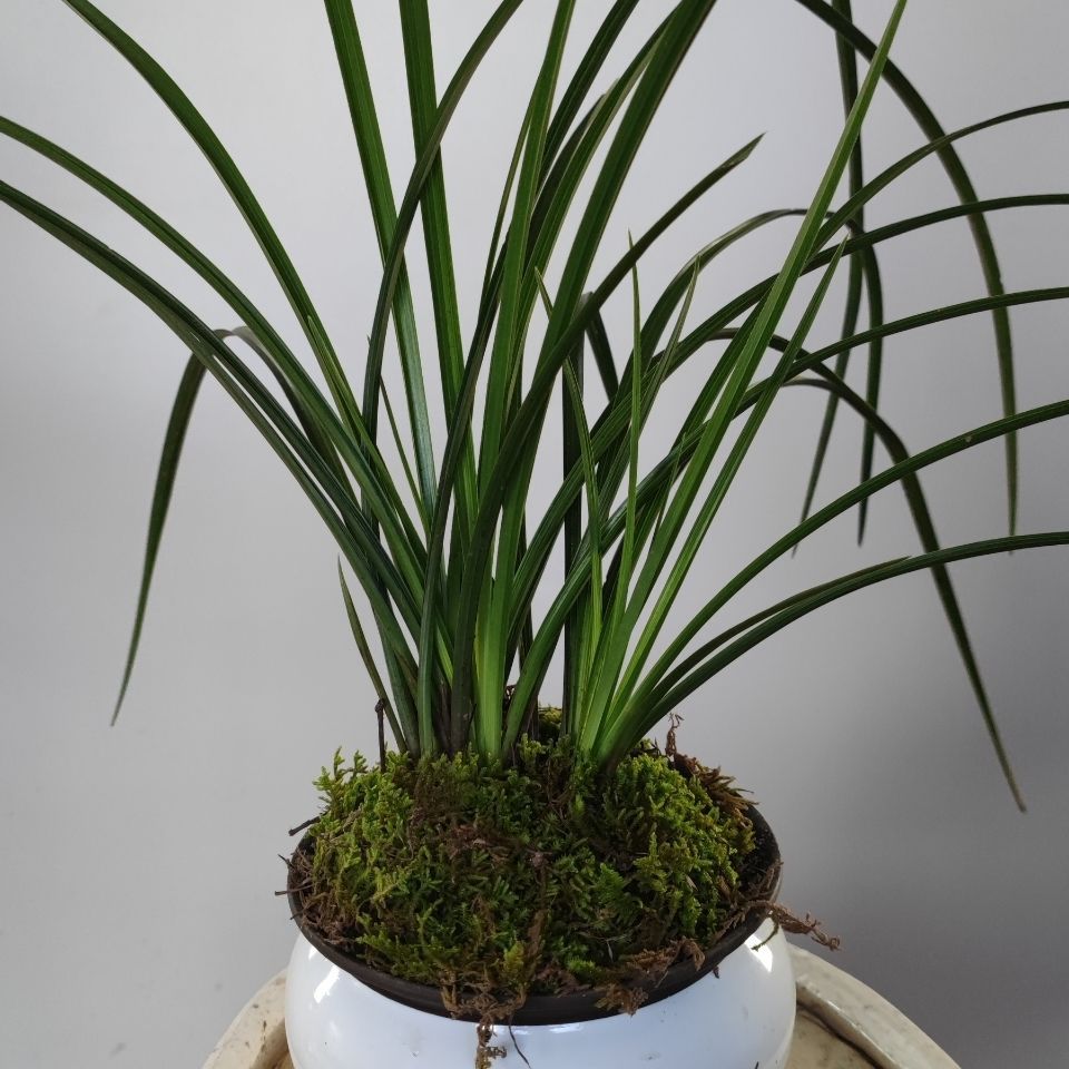 带花苞兰花春兰蕙兰浓香九头兰草室内四季花卉阳台艺草虎斑中透