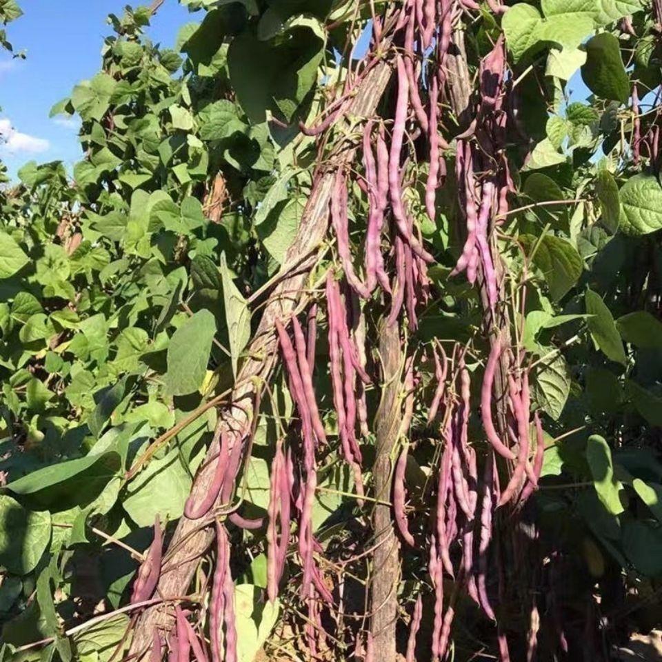 八月忙冻死鬼豆角种子耐寒耐热高产量无筋芸豆角种子长芸豆四季播