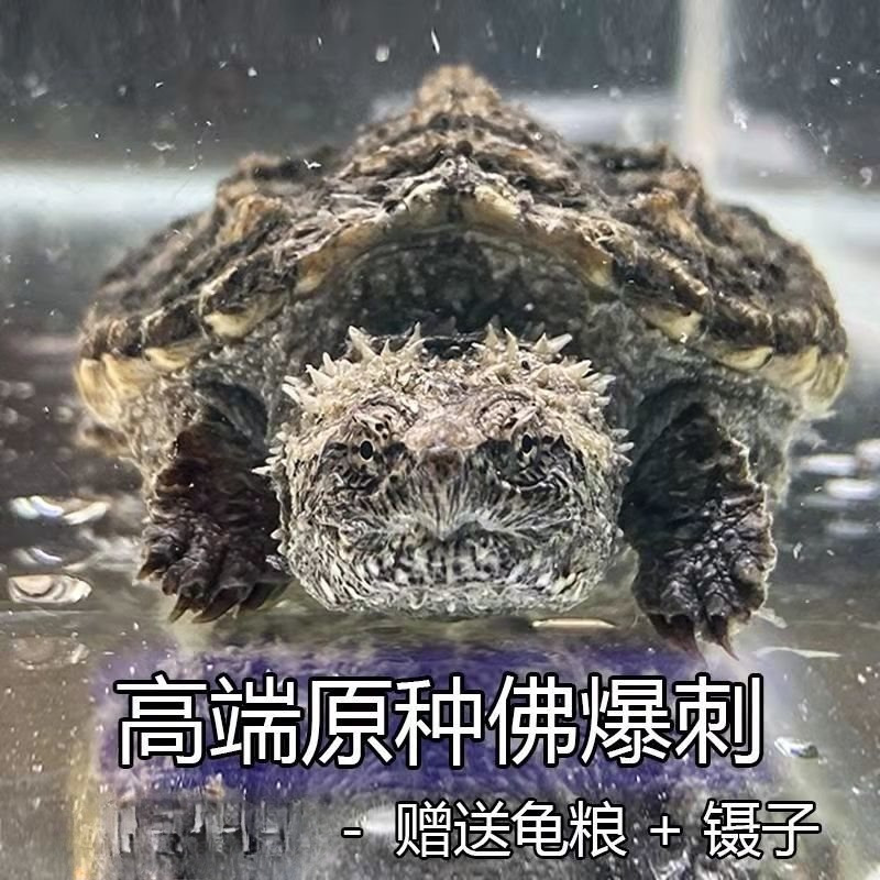 原种鳄龟杂佛鳄龟活体纯佛鳄龟苗活体爆刺王北美北美小鳄鱼宠物