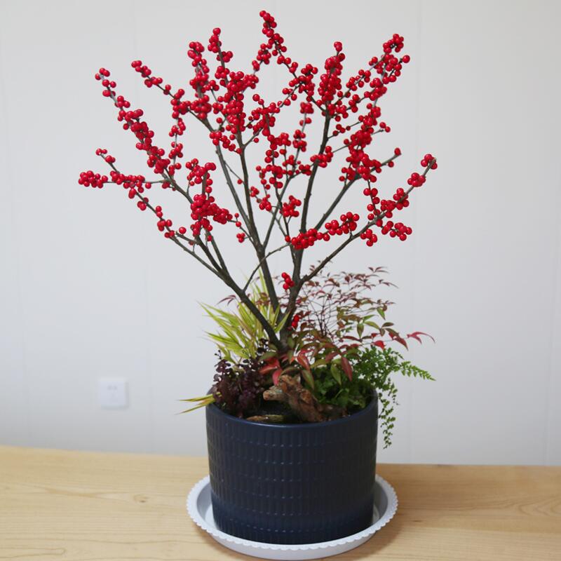 北美冬青盆栽植物地栽欧洲红果冬青盆景耐寒北美冬青树苗带果发货