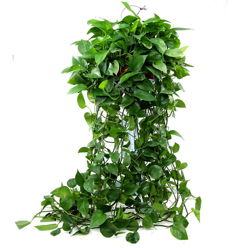 绿罗兰盆栽净化空气长藤款绿萝盆栽办公室绿植室内吸除甲醛客厅