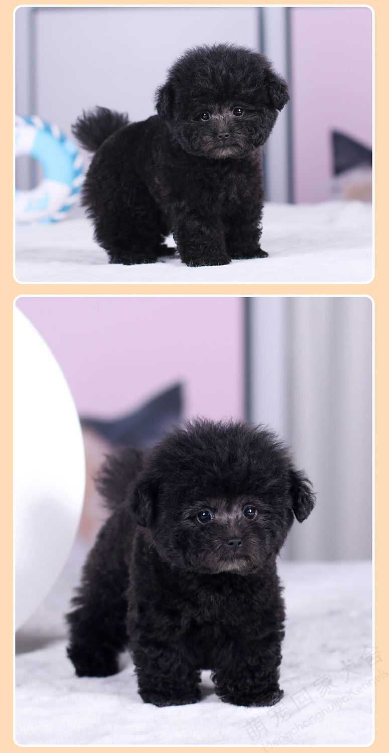 【今日特价】泰迪幼犬纯种贵宾犬活体茶杯小泰迪犬幼崽宠物小型犬