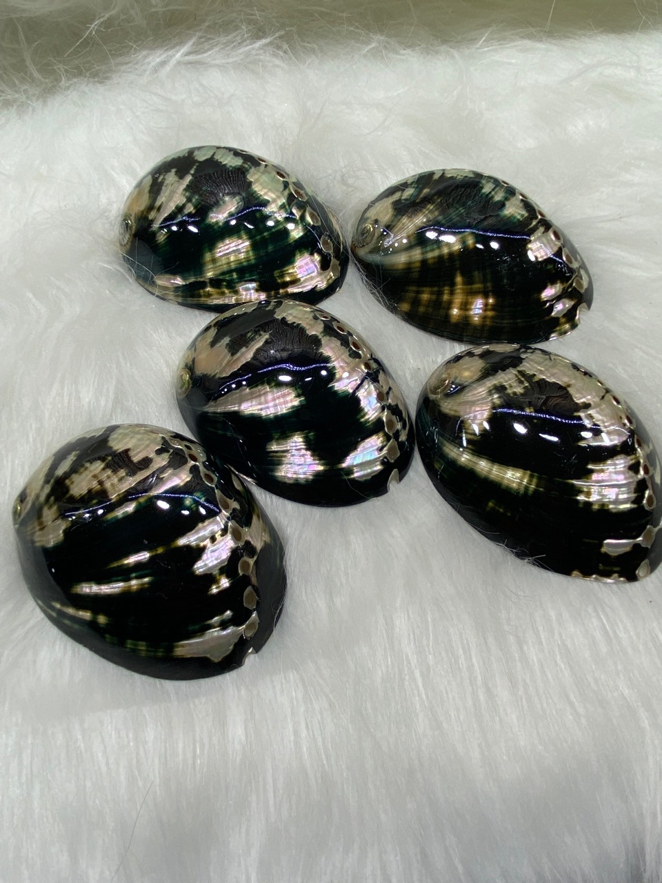 10-11厘米炫彩光泽黑金鲍 黑鲍鱼壳 天然贝壳海螺 鼠尾草燃烧壳