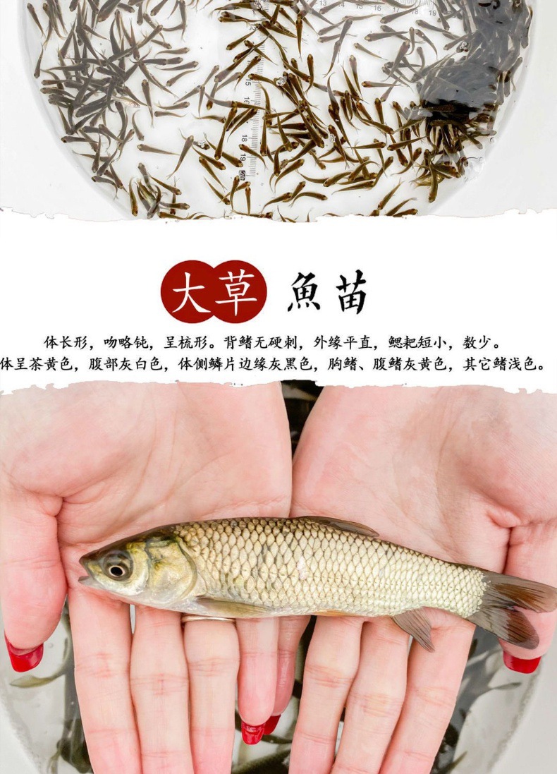鲤鱼苗草鱼苗鲫鱼苗螺丝青鱼活体养殖淡水鱼苗批发龙鱼饲料鱼包活