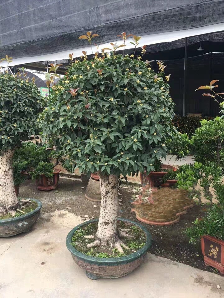 盆景树桩桂花-盆景树桩桂花厂家,品牌,图片,热帖-阿里巴巴