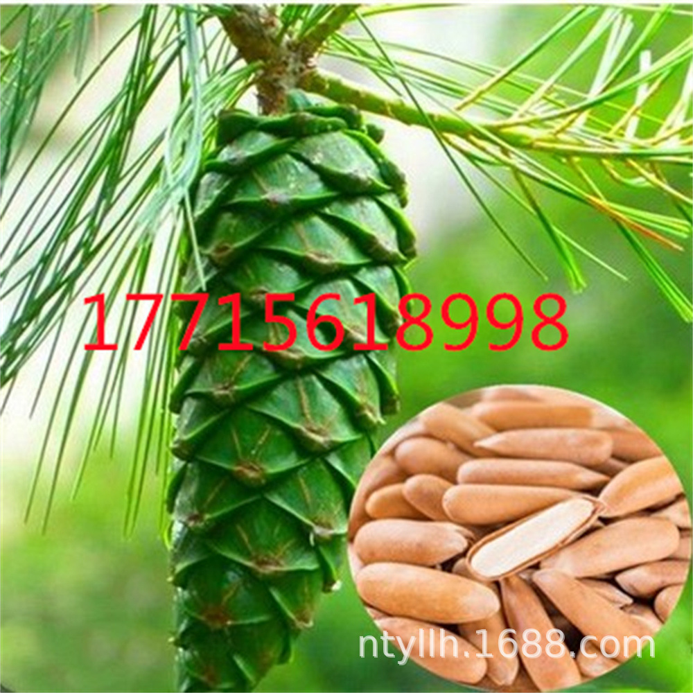 美国巴西松子苗树苗 当年结果树苗 结松籽的松树苗红松子树苗松果