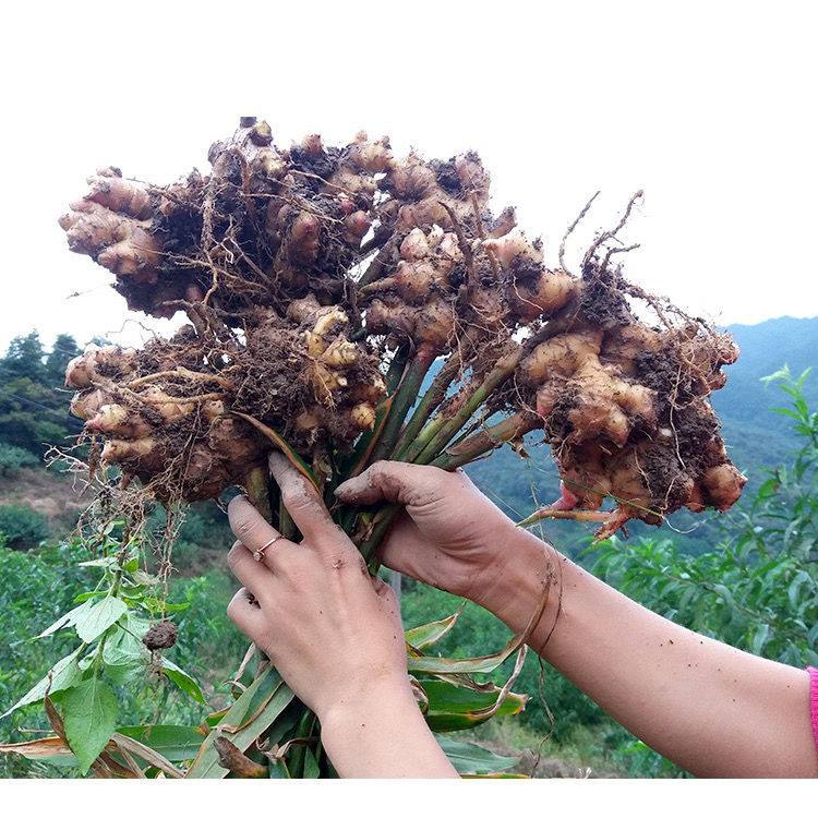 广东韶关小黄姜粤北客家竹丝姜生姜新鲜现挖高山辛辣月子老姜撞奶
