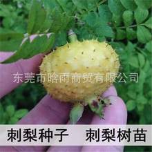 批发刺梨种子 当年结果 刺梨树苗 黄刺梅种子 梨梅 贵州刺梨种子