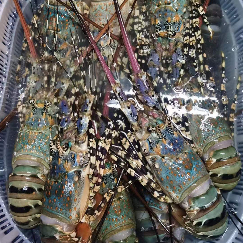 澳洲大花龙鲜活水产活冻中华锦绣龙虾海虾冷冻超大青龙虾批发海鲜