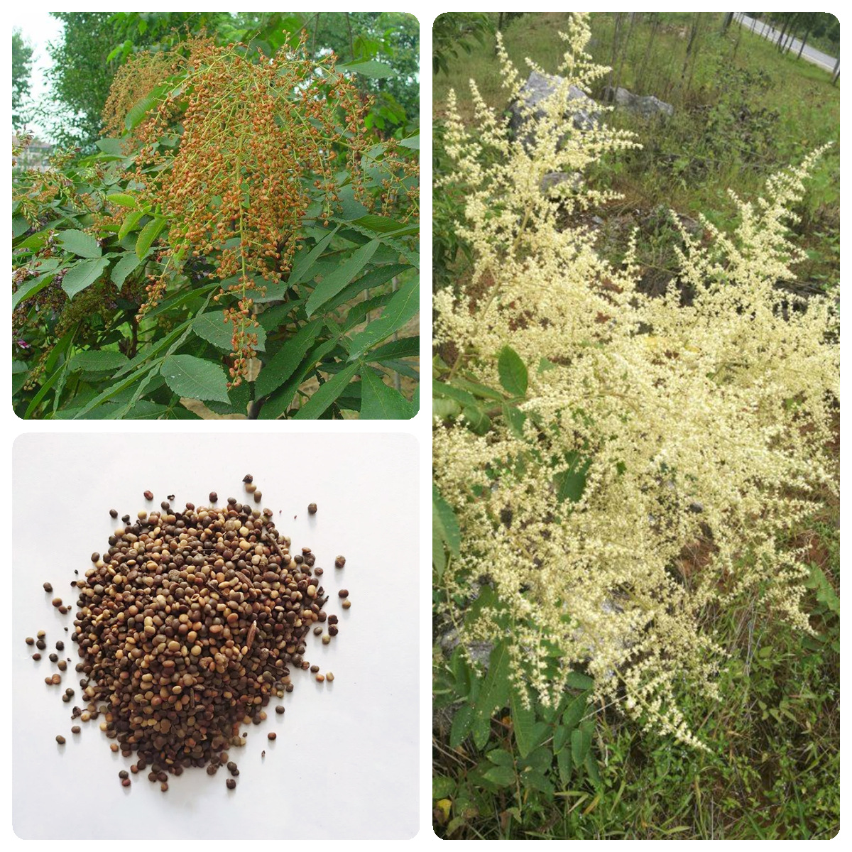 盐肤木种子 蜜源树种子 别名五倍子种子 花木林木苗木种子