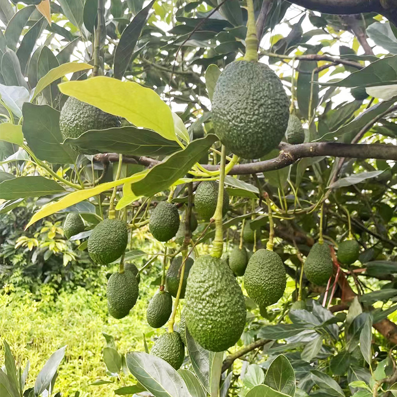 云南国产哈斯牛油果新鲜水果当季鳄梨蛇油大果代发批发墨西哥品种