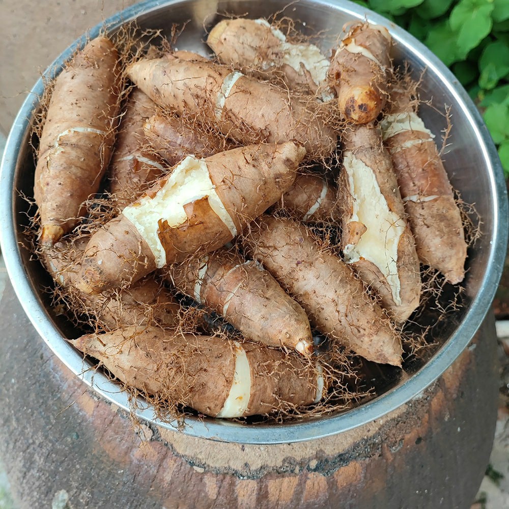 毛薯新鲜甜薯田薯-毛薯新鲜甜薯田薯厂家,品牌,图片,热帖-阿里巴巴