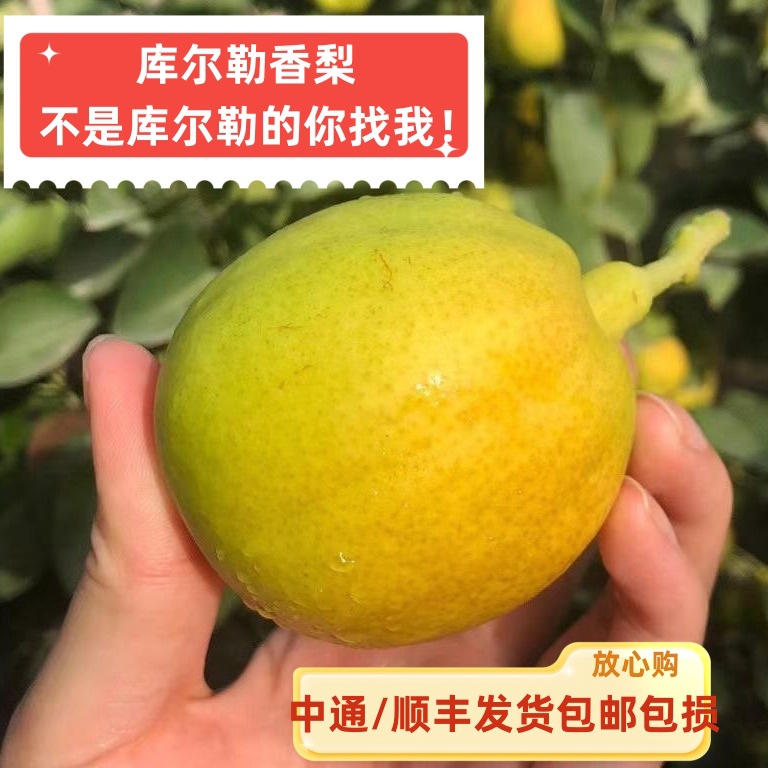 新疆特产新鲜水果库尔勒香梨8斤箱装 代发包邮包损中通/顺丰随机