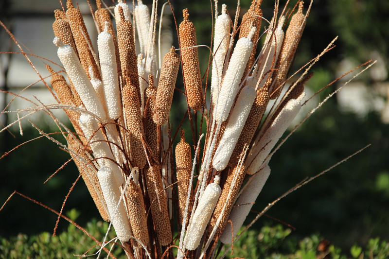【金煜】厂家现货 诺凡蒲棒田园泡沫花假花 跨境家居装饰仿真pe花