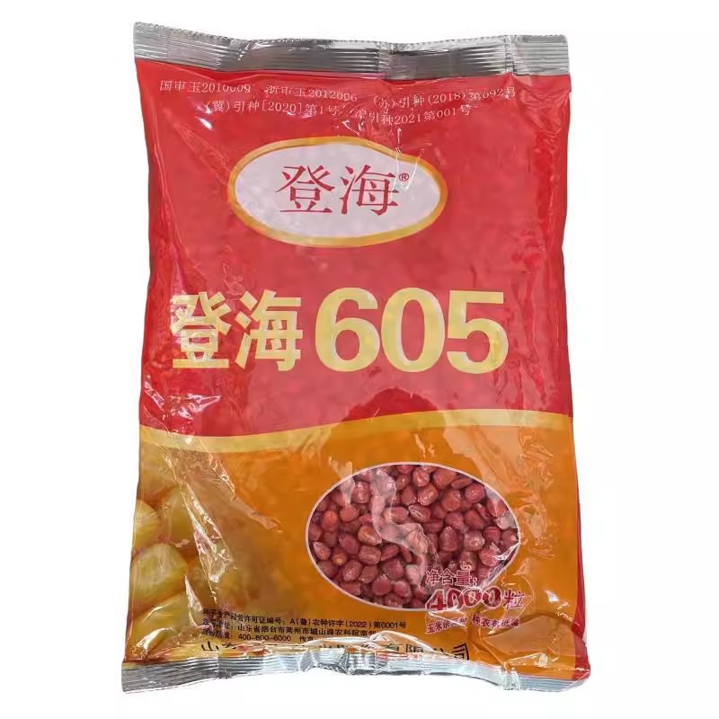 大田种植登海605玉米种子高产抗病大棒矮杆红轴抗旱涝高产4000粒