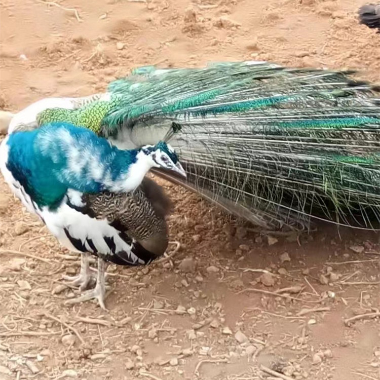常年现货出售蓝孔雀和白孔雀适合农家乐和生态园漂亮好看适合观赏
