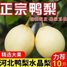 河北正宗鸭梨10/5/3斤装当季新鲜水果批发梨子皇冠梨雪花梨水晶梨