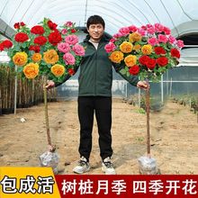 嫁接树桩月季花苗多色特大花高杆棒棒糖树状月季四季开花庭院