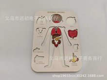 跨境新品 Internal Organs儿童内脏器官拼图儿童智力玩具木质