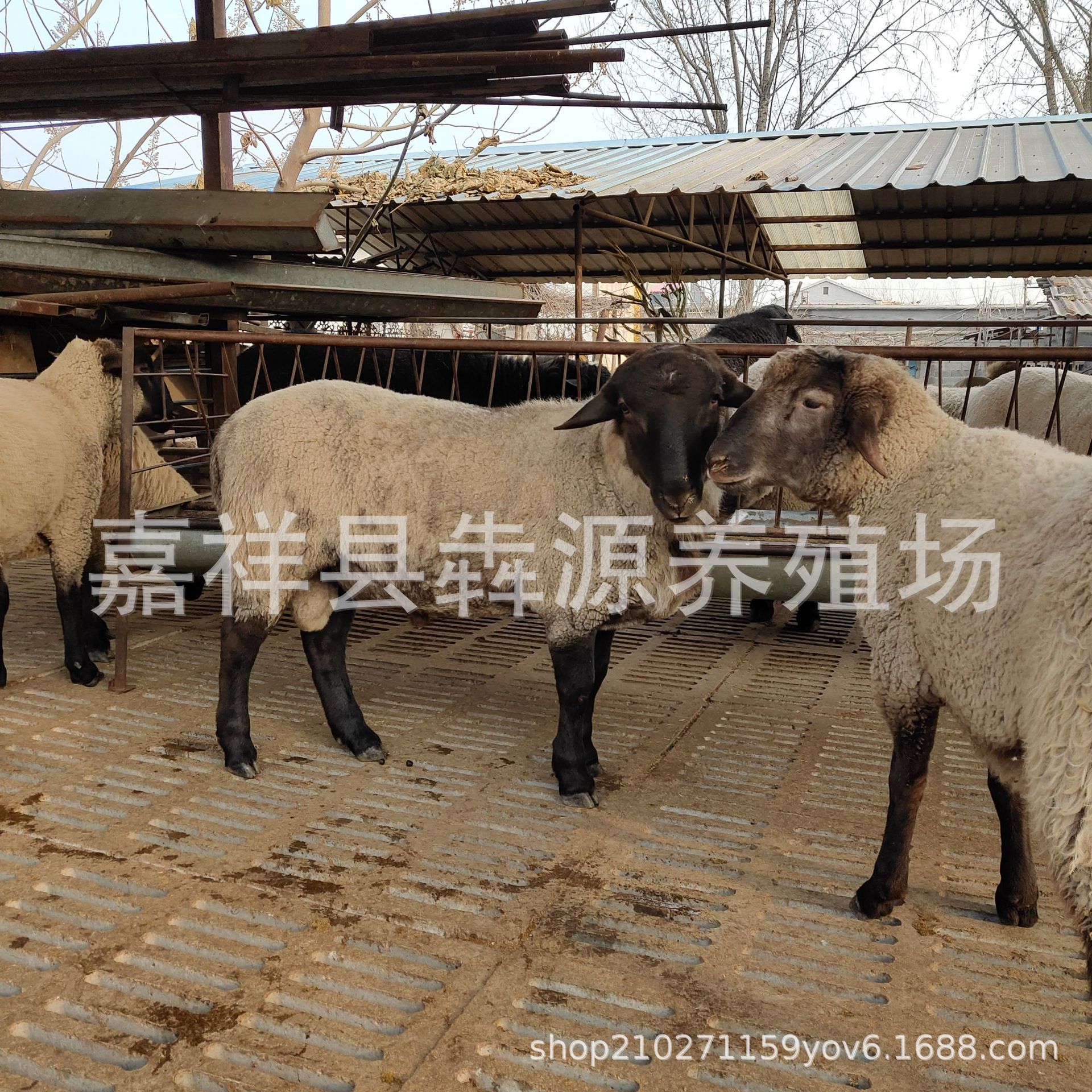 杜泊改良黑头绵羊活体怀孕母羊羊羔种公羊萨福克绵羊免送养殖技术