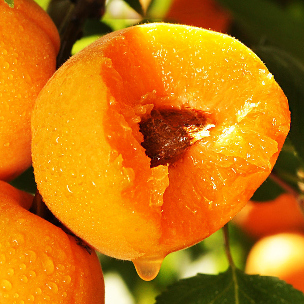 【现货】现摘陕西大黄杏当季新鲜孕妇水果应季酸甜杏子一整箱批发