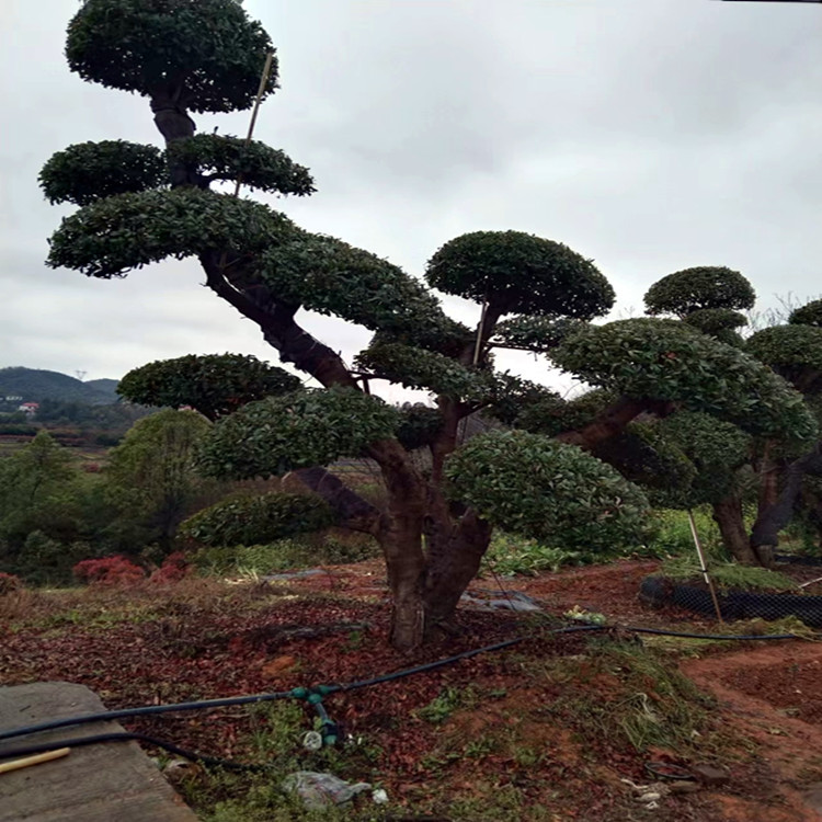 湖南造型杨梅树桩  20-30-40cm基地批发出售 园林景观工程用苗