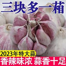 2023新干蒜多瓣蒜9斤整箱批发5斤紫白皮干蒜大蒜头金乡干蒜