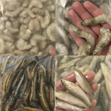 新鲜冷冻林蛙鱼食龙鱼增色饲料雷龙泥鳅段蜈蚣冷冻虾喂鱼麦穗鱼