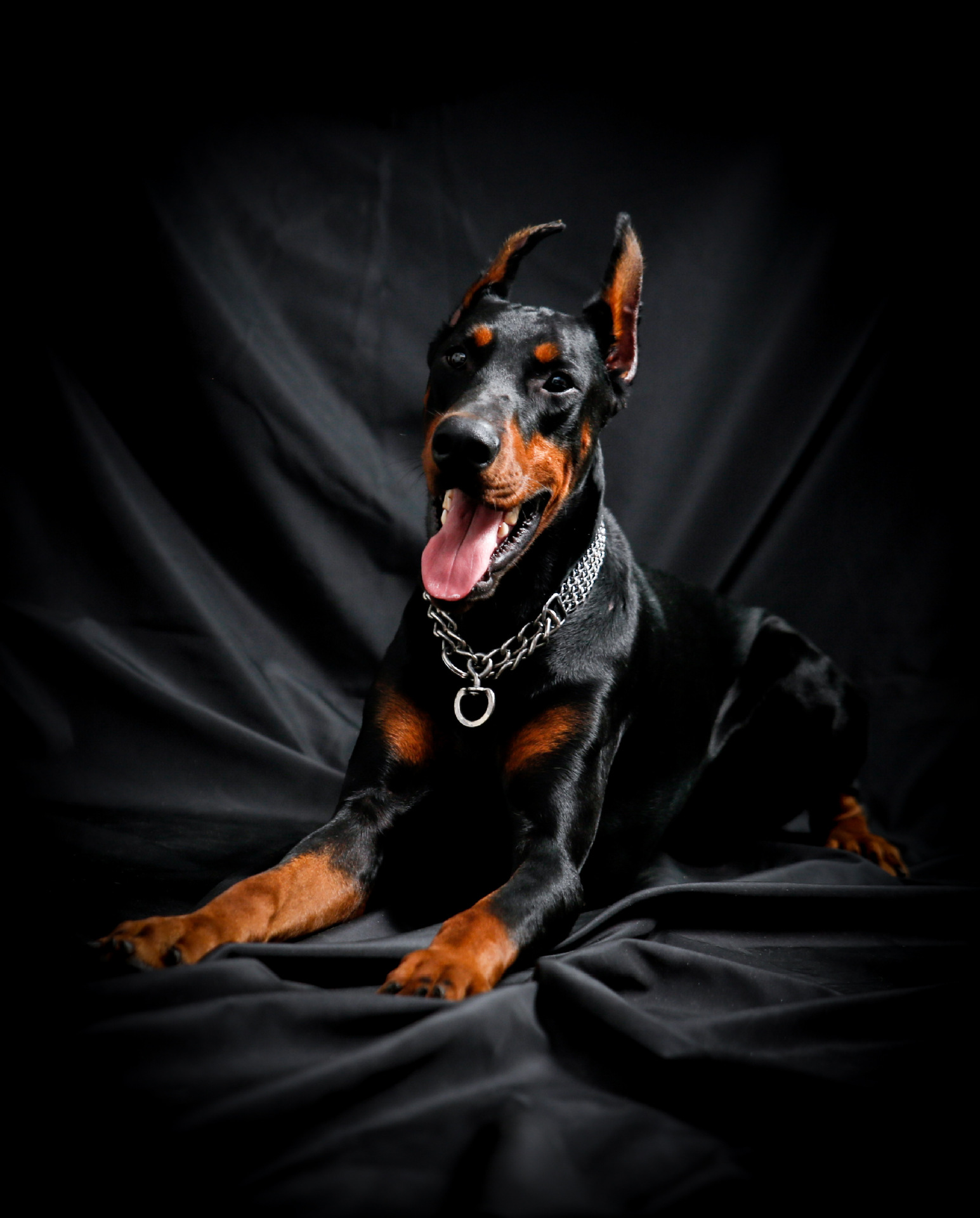 双血统杜宾犬幼犬 纯种杜宾幼犬大型犬护卫犬德系杜宾狗