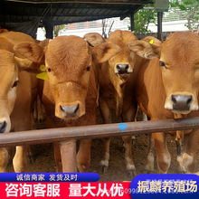 贵州改良肉牛养殖场西门塔尔牛 鲁西黄牛牛犊养殖