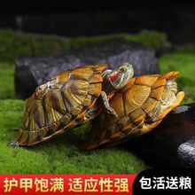 小乌龟活物批发黄金龟龟乌龟巴西龟家养观赏宠物龟大乌龟厂家直销
