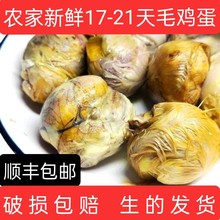 毛蛋鸡胚蛋新鲜18天生的毛鸡蛋喜蛋凤凰蛋非半鸡半蛋全鸡40枚包邮