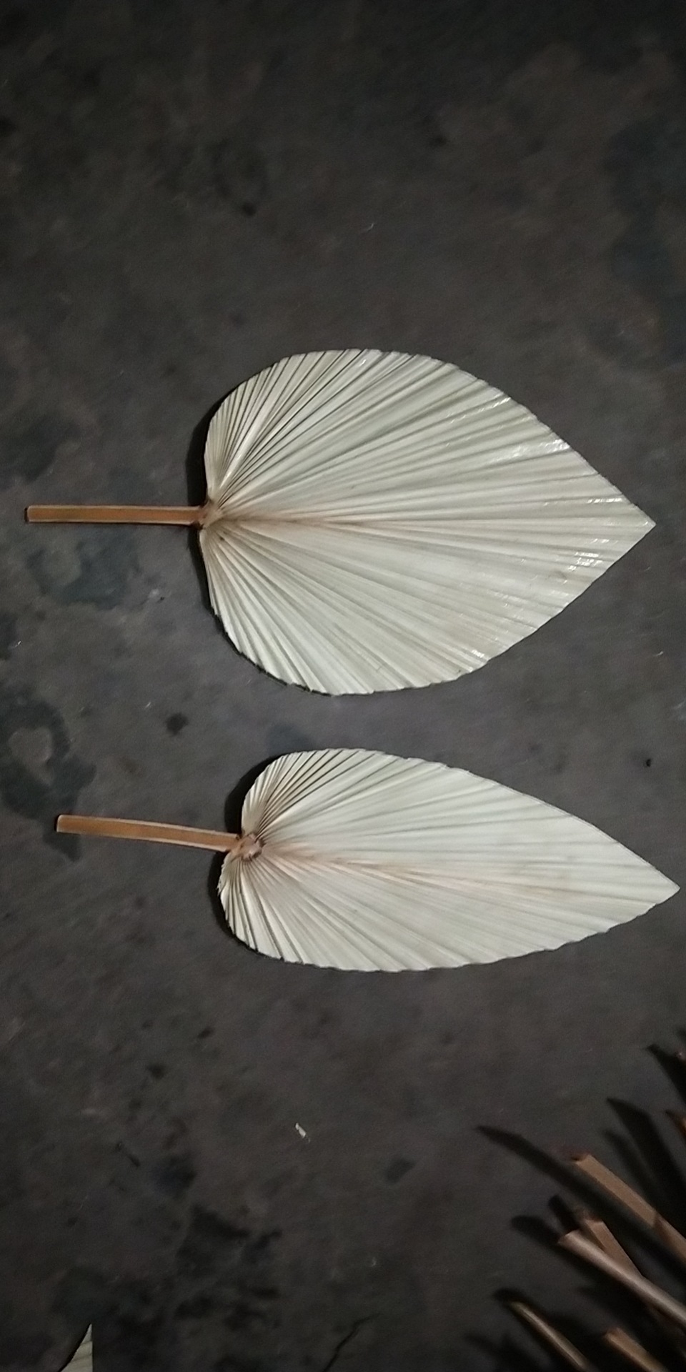 干花蒲葵叶干蒲扇棕榈叶婚礼造型软装空间陈列美学设计未修剪扇子