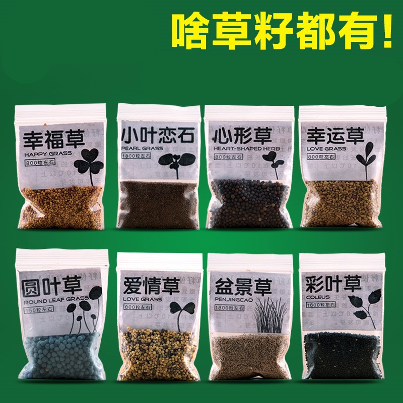 招财爱情草种上水石草籽爬墙盆景水草心形草草小叶恋石草籽