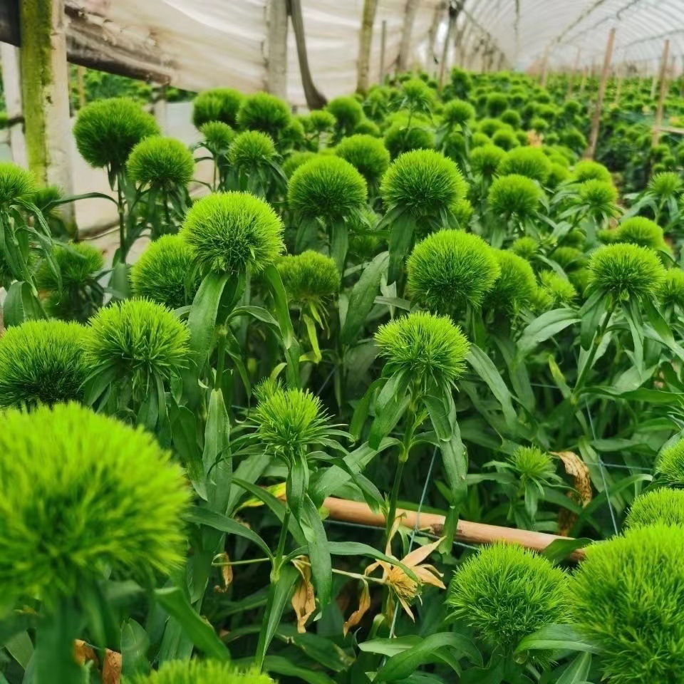绿毛球云南基地鲜花批发花店家用办公室插花摆摊花材