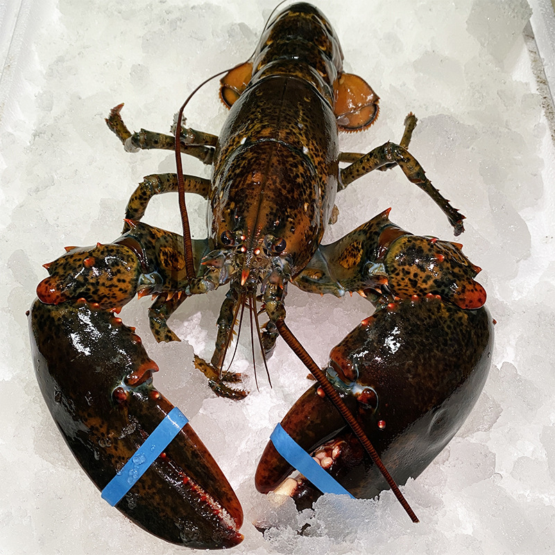 大波士顿龙虾活体冰鲜冷冻非澳洲海鲜水产超大波龙虾批发商用零售
