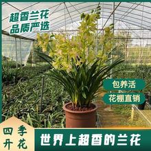 浓香型兰花建兰墨兰四季开花室内绿植花卉盆栽有香味的兰花好养活