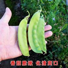 四川龙盛食荚大菜豌种子荷兰豆豌豆角菜碗豆籽秋冬季田园蔬菜种孑