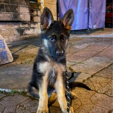出售德国牧羊犬幼犬活体纯种狼狗警犬幼崽锤系黑背犬弓德牧宠物狗