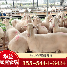 肉羊养殖小尾寒羊黑山羊羊羔批发育肥羊上门技术指导