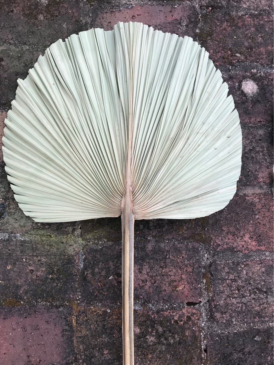 特大号蒲葵扇叶芭蕉扇叶干花干叶室内软装婚礼布置商场陈列蒲扇叶