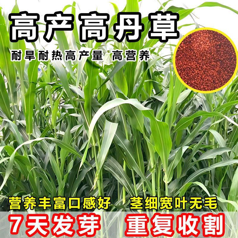 进口高丹草种子美国高丹王牧草种子四季养殖牛羊猪鸡鸭鹅喂鱼草籽