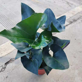 170#国王观叶盆栽养新奇植物观四季常青盆景可水可土培耐寒喜阴易