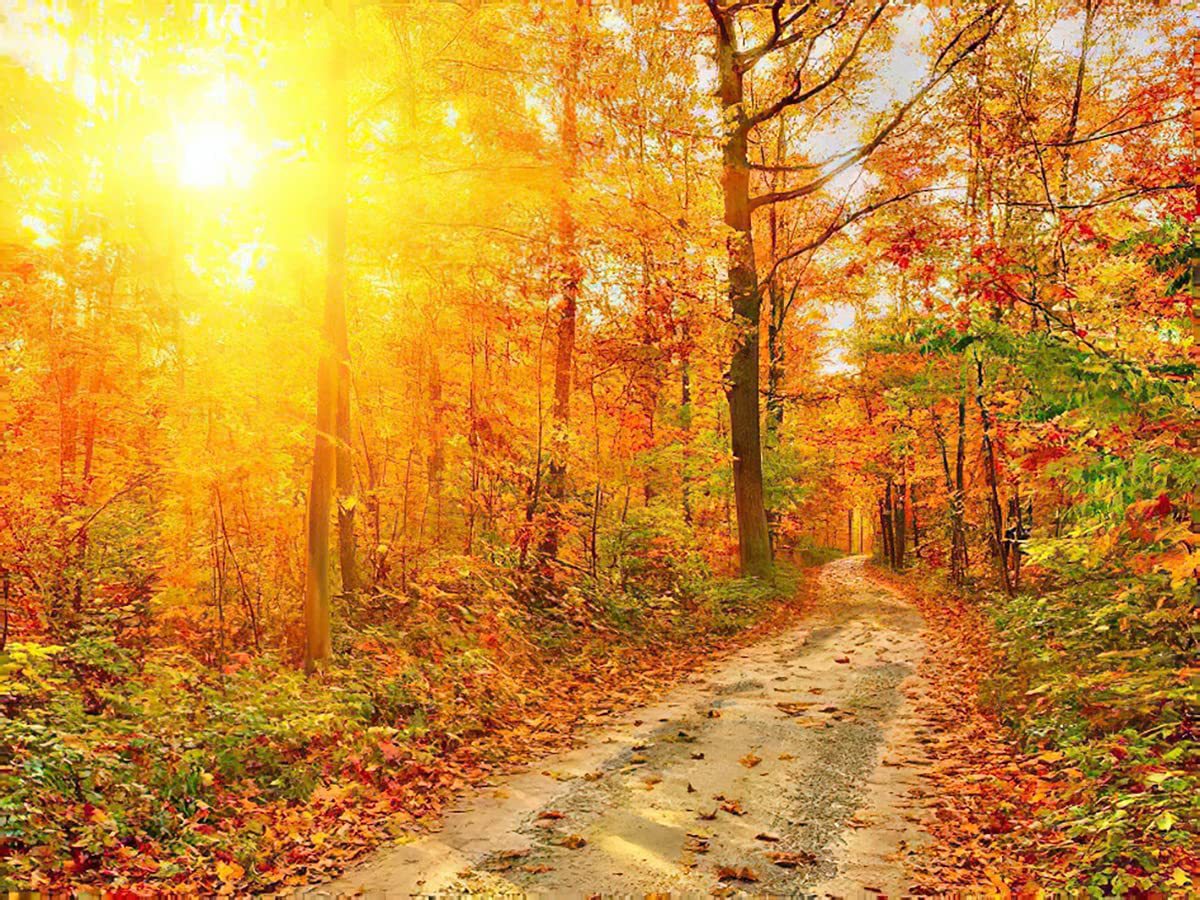 朝阳树林红色枫叶秋天落叶夕阳小道风景钻石画