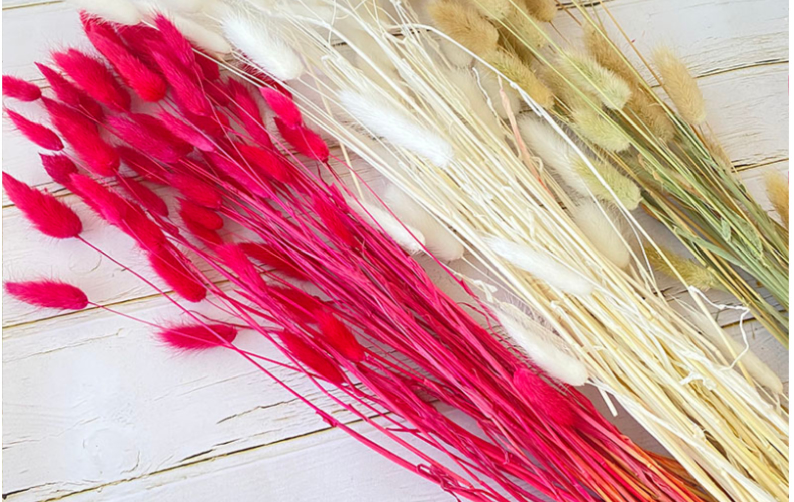 云南干花兔尾草染色狗尾巴草一束30支家居婚庆摆件装饰花