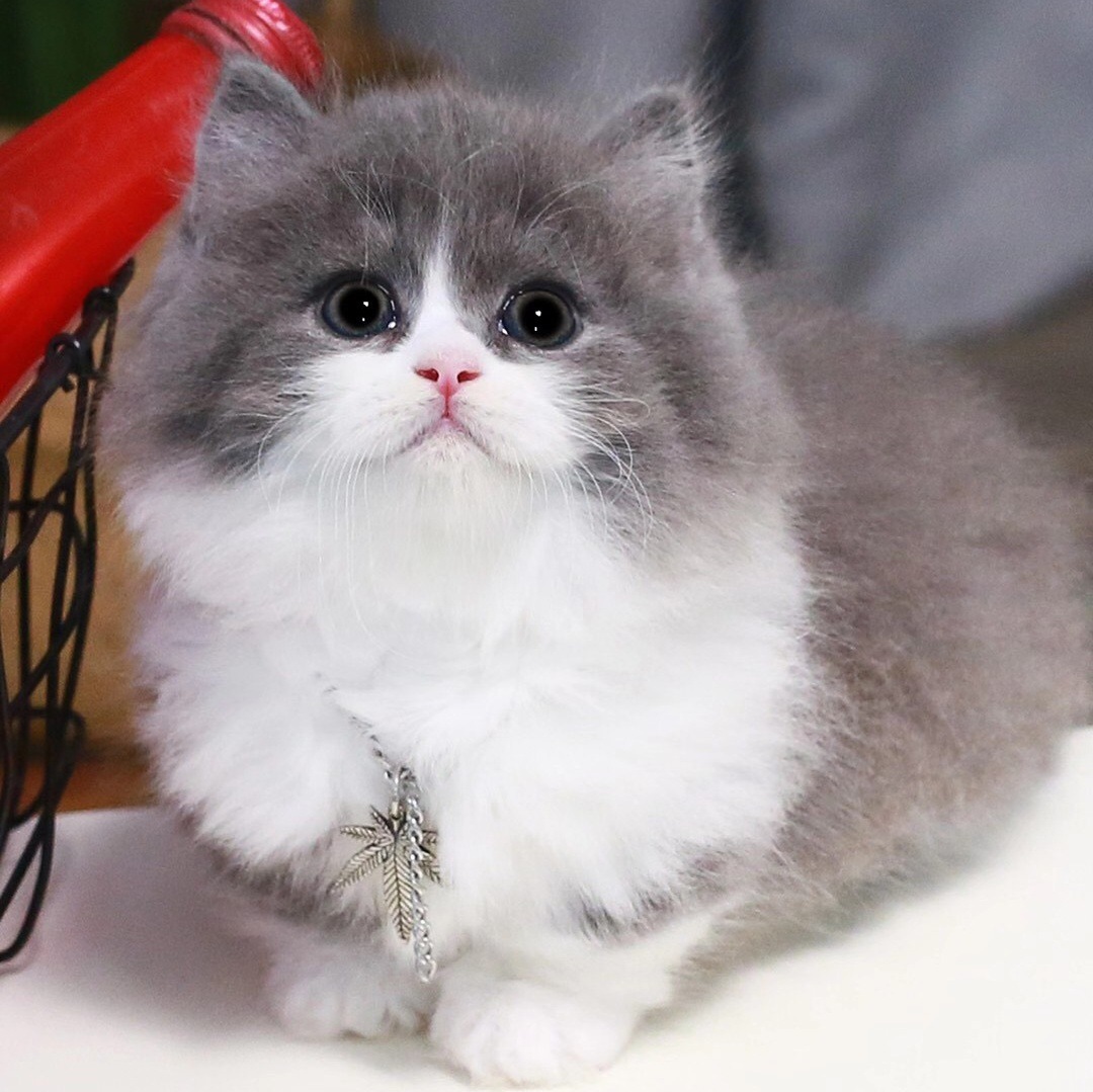 纯种英短蓝白猫幼猫折耳英国短毛猫矮脚小猫活物幼崽活体宠物猫咪