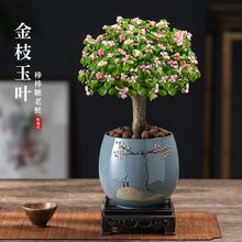 金枝玉叶老桩盆景绿植室内花卉盆栽多肉植物客厅好养四季开花造型