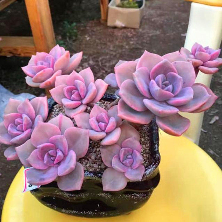 紫乐多肉老桩多头单头盆栽爆头紫色新手好养家庭阳台露天植物绿植