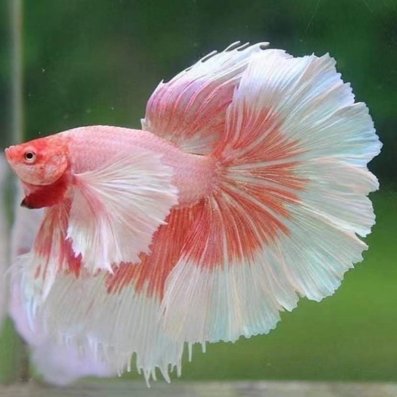 泰国斗鱼半月马尾母鱼活鱼好养观赏鱼宠物热带鱼淡水鱼